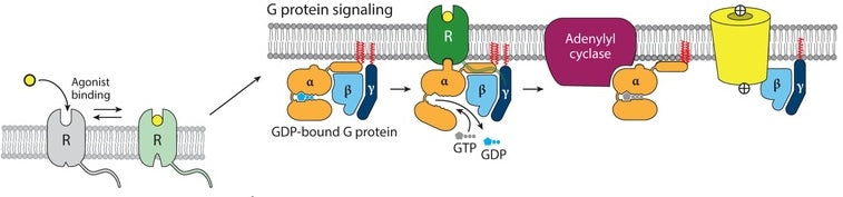 Mechanism of GPCR activation upon agonist binding: Agonist attachment to receptor (R) initiates the classical G protein pathway, prompting the G protein α subunit to exchange GDP for GTP. This exchange triggers the α subunit's dissociation and subsequent interaction with downstream targets, leading to the stimulation of adenylyl cyclase by Gαs and the activation of ion channels by Gβγ 