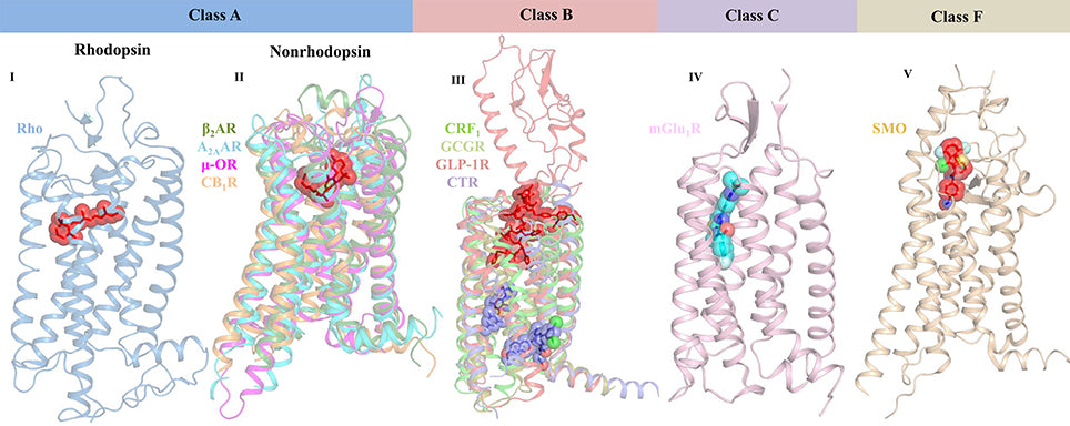 Crystal structures reveal the varied ligand-binding sites of representative GPCRs from classes A, B, C, and F.