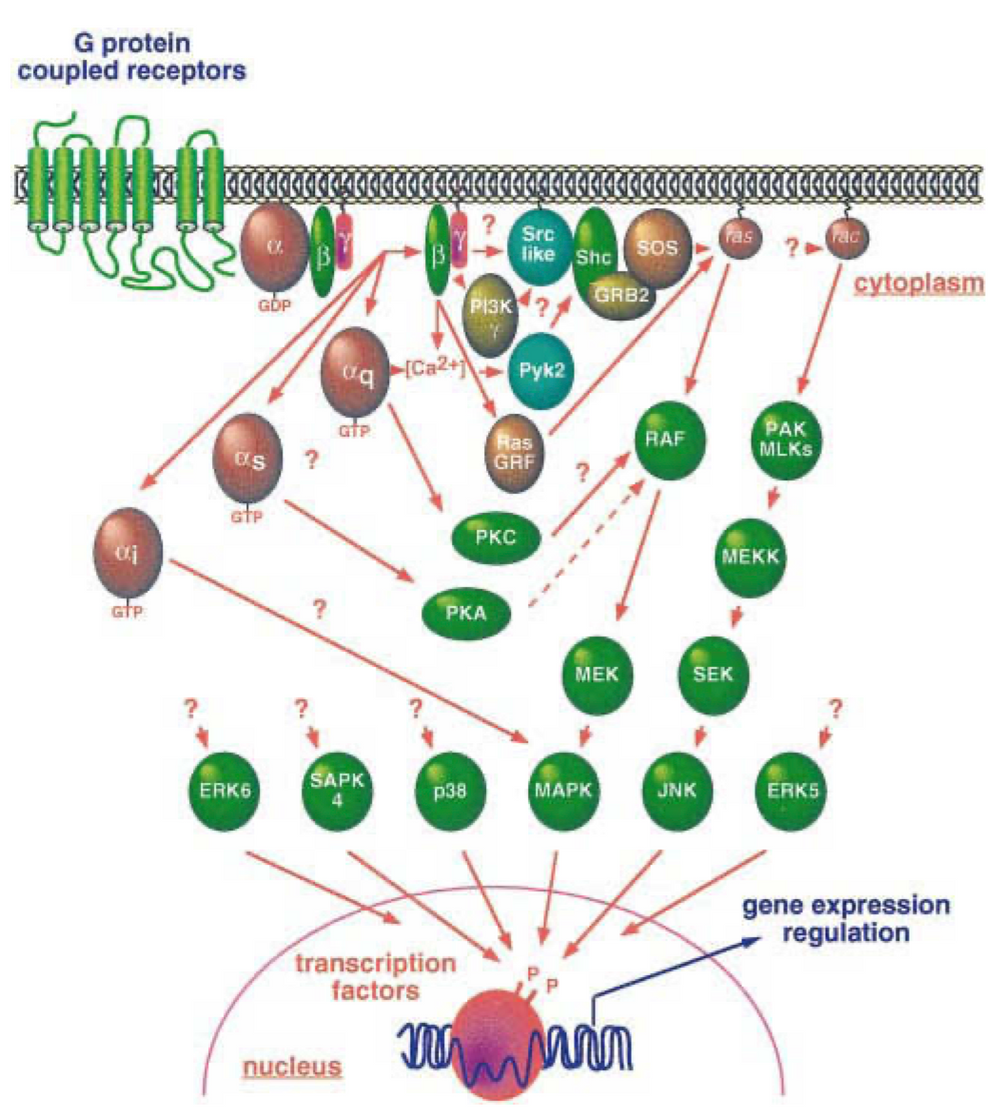 GPCR signaling activates diverse MAPK cascades, influencing nuclear function.  While the pathways connecting GPCRs to small GTPases and other MAP kinase family members are still being investigated, these cascades ultimately target key cellular processes.