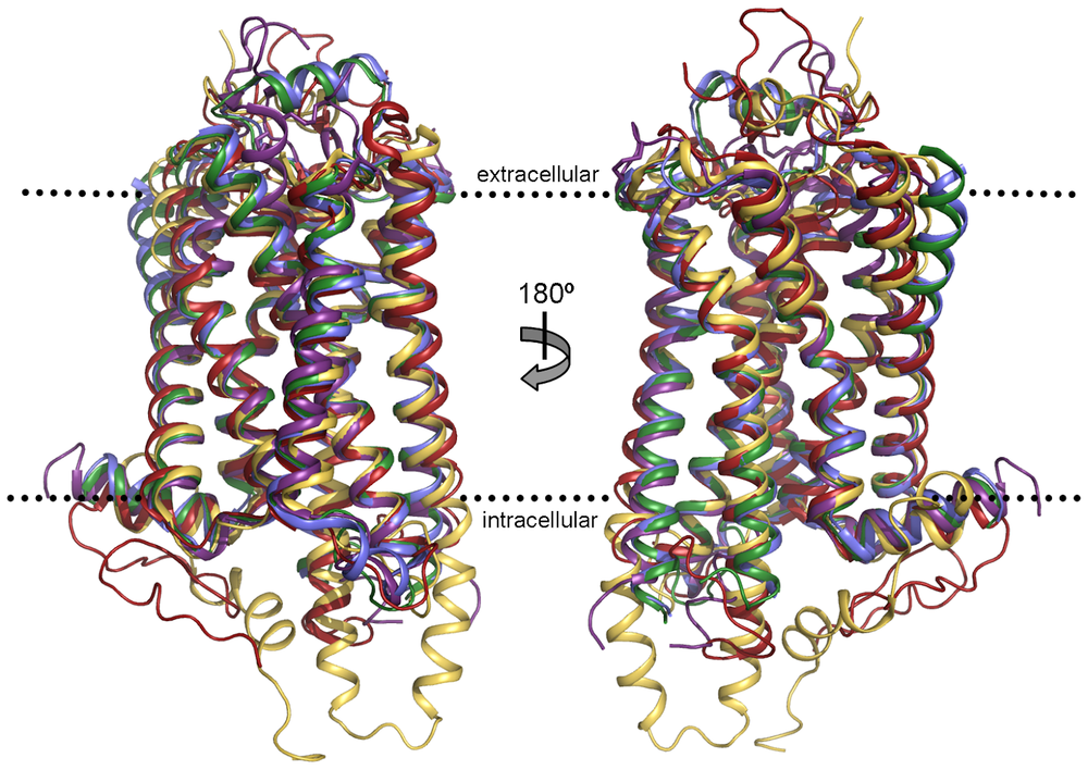 Structural imposition of five family A GPCR structures