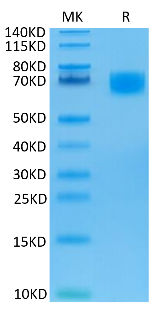 Biotinylated Human LILRA6/CD85b/ILT8 Protein (LIL-HM4A6B)