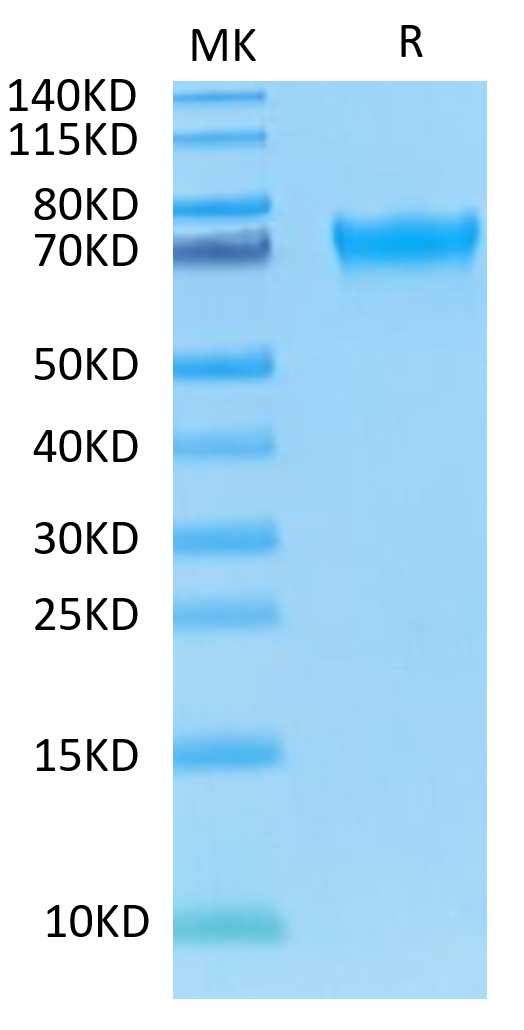 Human LILRA6/CD85b/ILT8 Protein (LIL-HM4A6)