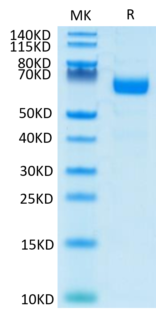 Human LILRA4/CD85g Protein (LIL-HM4A4)