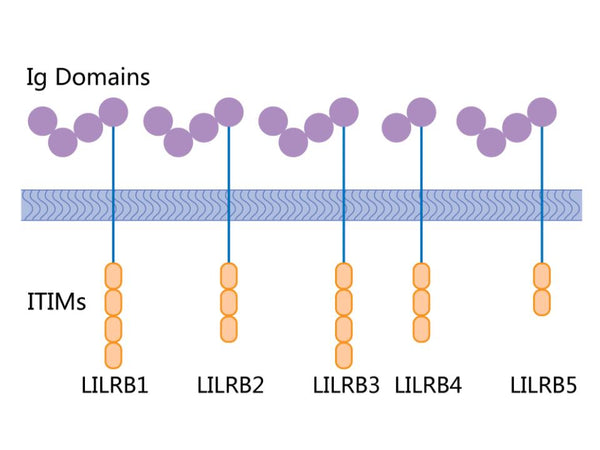 Diagram of LILRB1 to LILRB5 receptors showing Ig-like extracellular domains and intracellular ITIM motifs, highlighting structural similarities across the LILRB family.