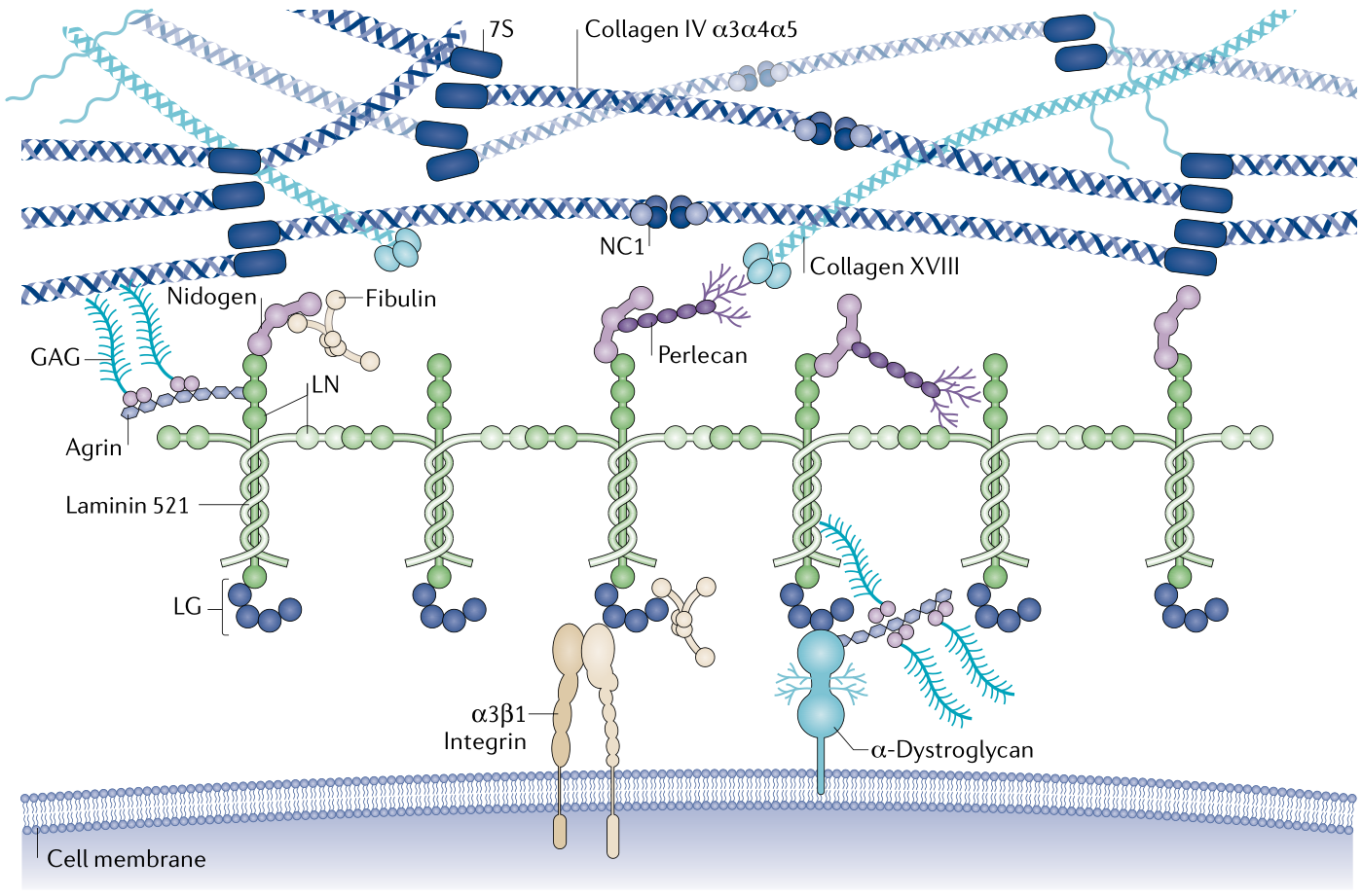 Laminin Structure