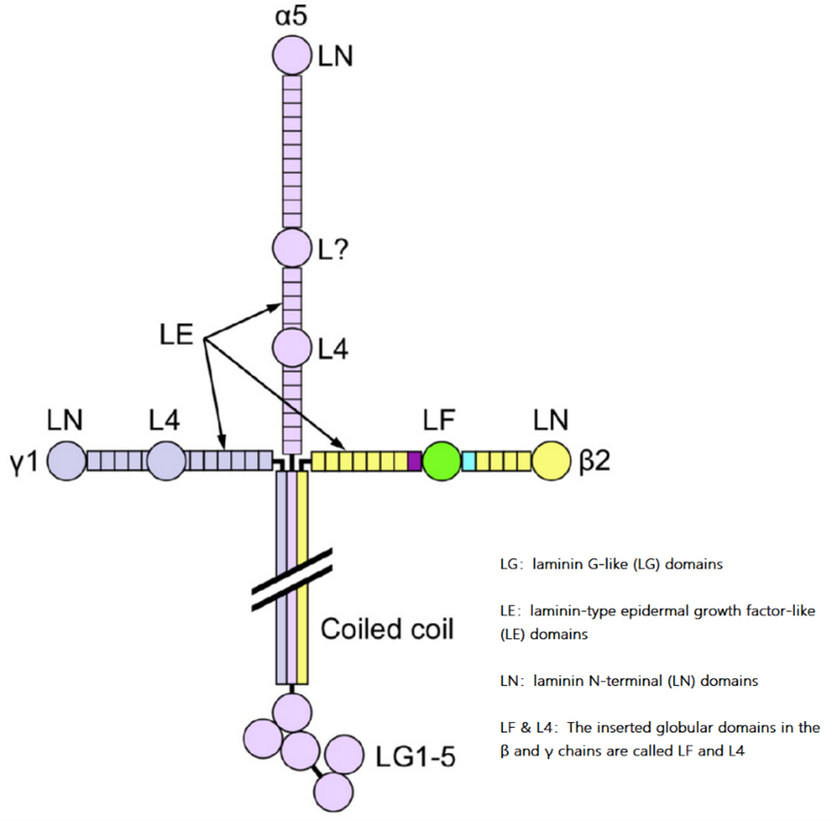 Preclinical Grade And Research Grade Laminin 521 Kactus