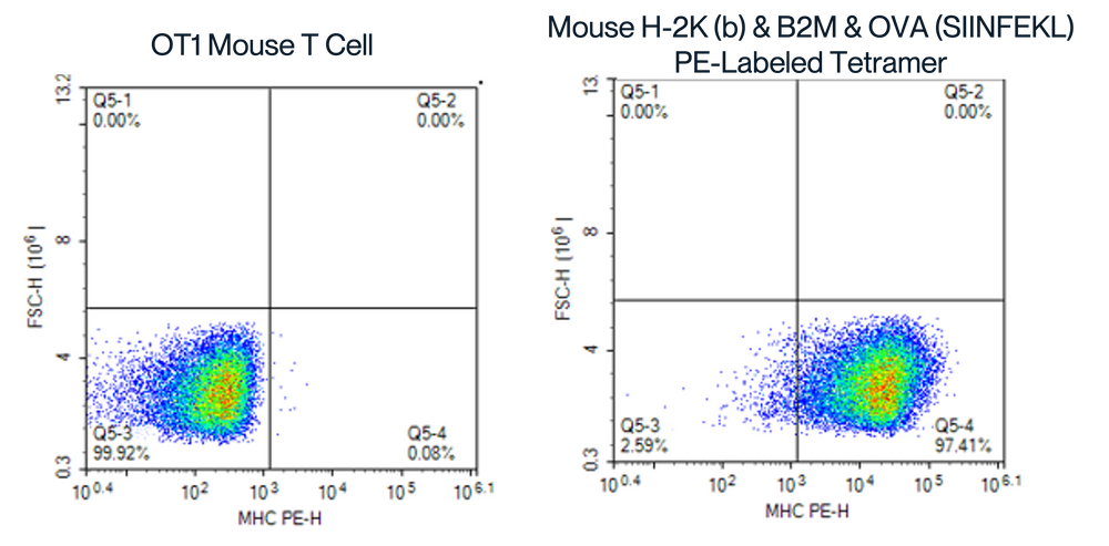 MHC single chain trimer FACS analysis