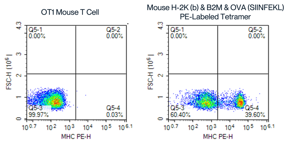 MHC single chain trimer FACS analysis