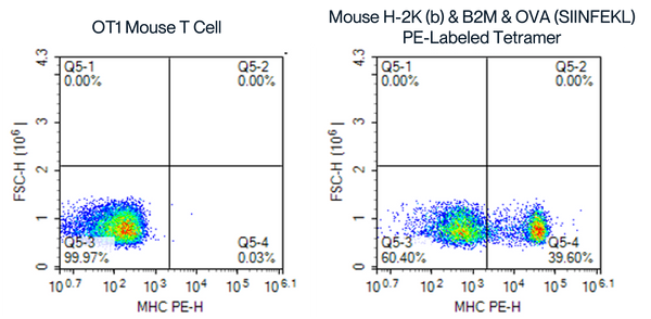MHC single chain trimer FACS analysis