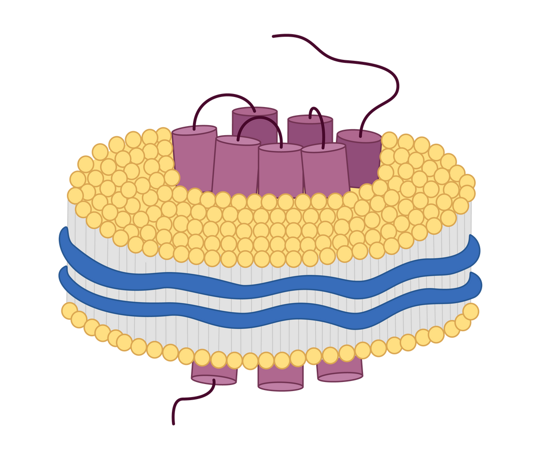 Copolymer Nanodisc Structure