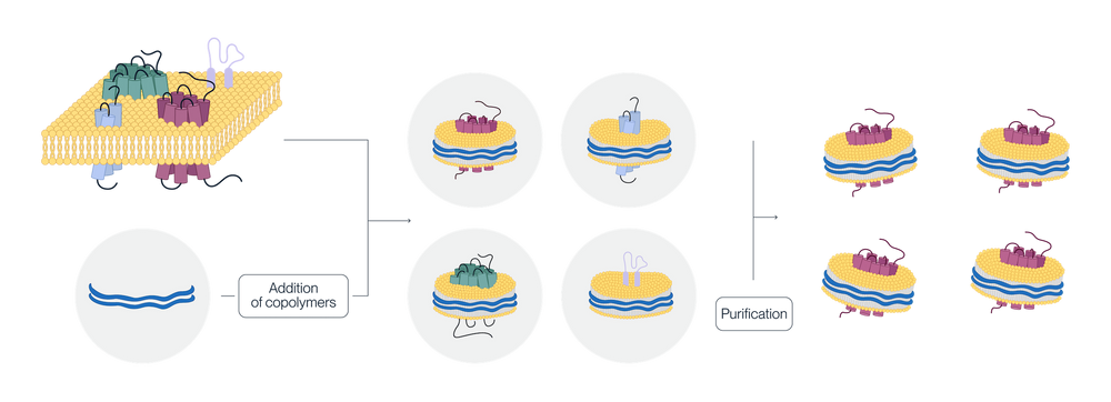 Diagram showing expression of KACTUS copolymer nanodiscs with detergent free extraction and full-length transmembrane proteins.