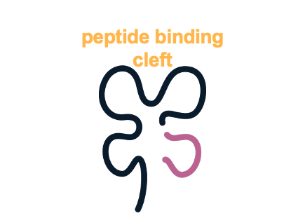 Peptide-ready MHCs