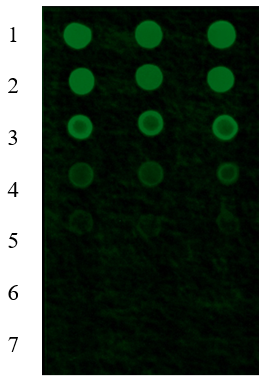 Double-stranded RNA (dsRNA) Detector (RBP-HE101)