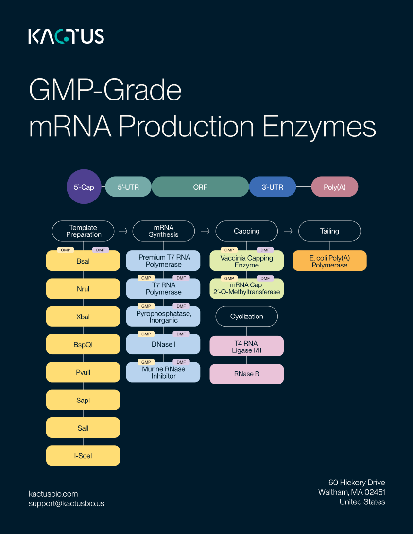 mRNA Enzymes Brochure Cover