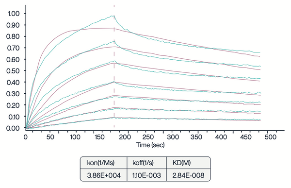 BLI sensorgram for SLC13A4 showing binding kinetics with fitted curves and calculated kon, koff, and KD values for molecular interaction analysis.