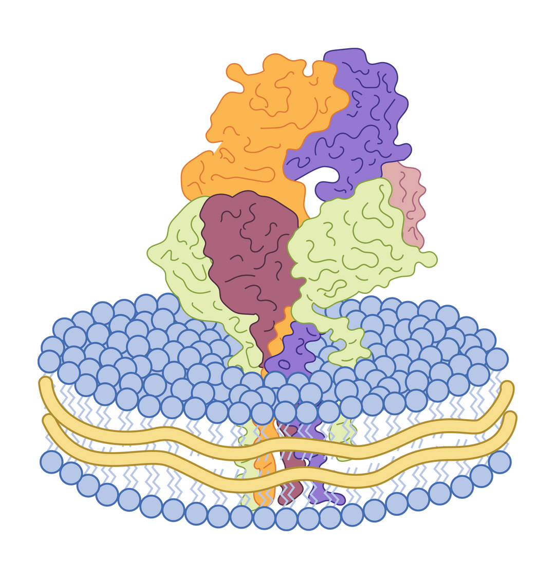 CD3 Proteins Product Catalog | CD3 Proteins for TCR Research CD3 Proteins Product Catalog | CD3 Proteins for TCR Research