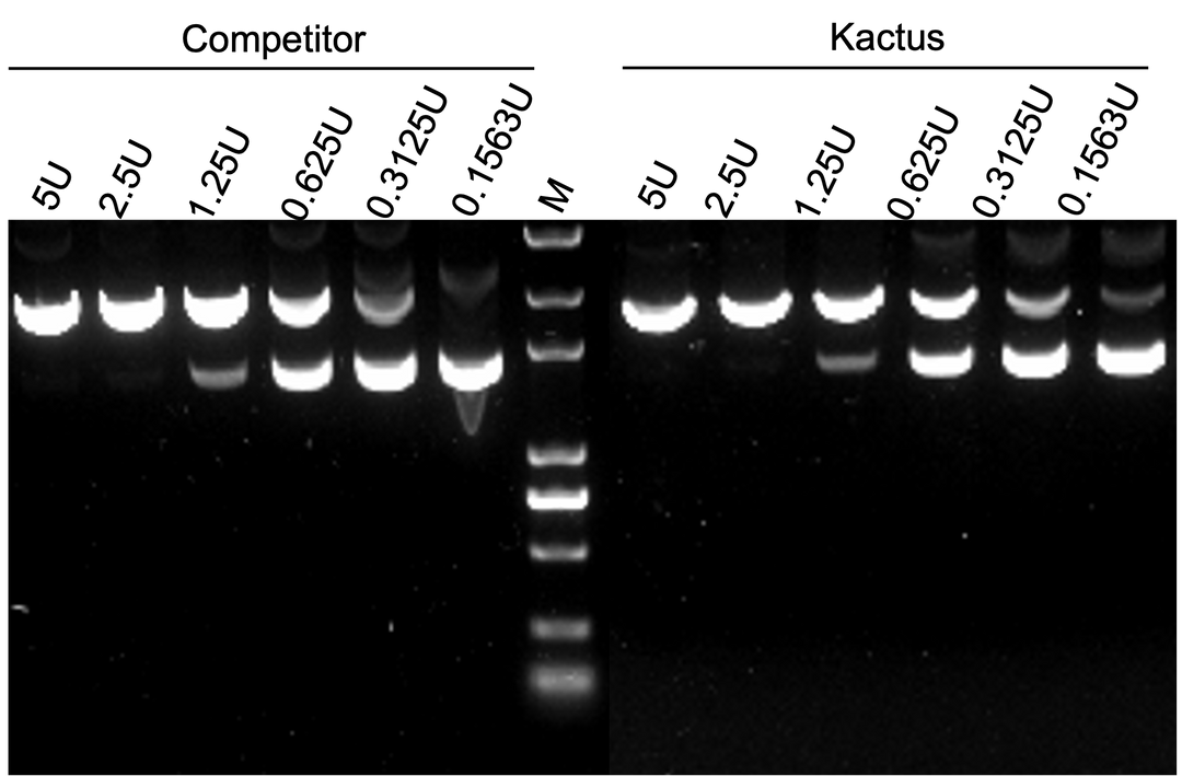 TelN Protelomerase (TLN-BE001)