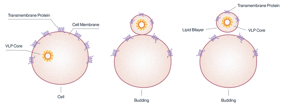 Diagram showing virus-like particle (VLP) expression with full-length transmembrane protein for antibody discovery