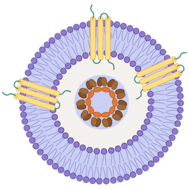 Envelope virus-like particle (VLP) structure