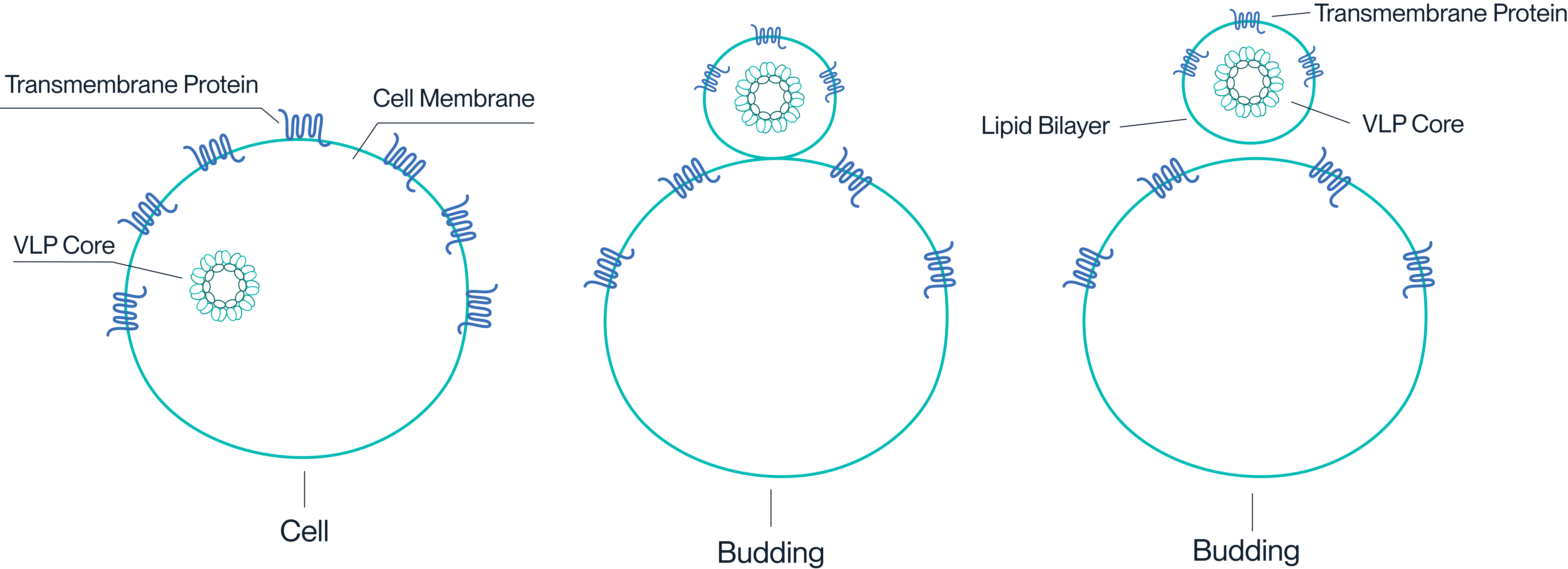 Diagram showing how VLPs display transmembrane proteins