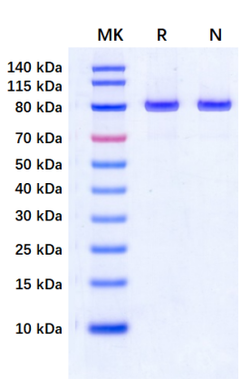 TnpB Nuclease (CAS-EE151)