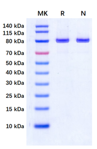 TnpB Nuclease (CAS-EE151)