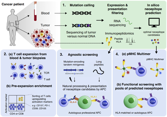 Neoantigen-Based Next Gen Immunotherapy – KACTUS