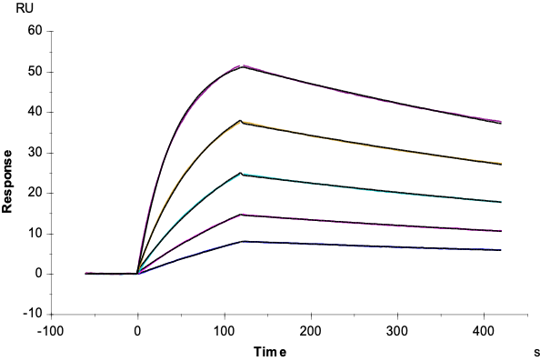 Loaded peptide-ready MHC SPR data showing binding to KRAS-G12D specific TCR (JDIa41b1)