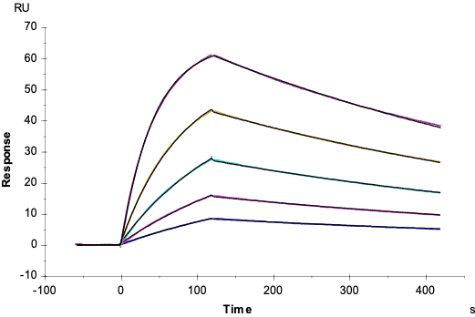 Single chain trimer MHC SPR data showing binding to KRAS-G12D specific TCR (JDIa41b1)