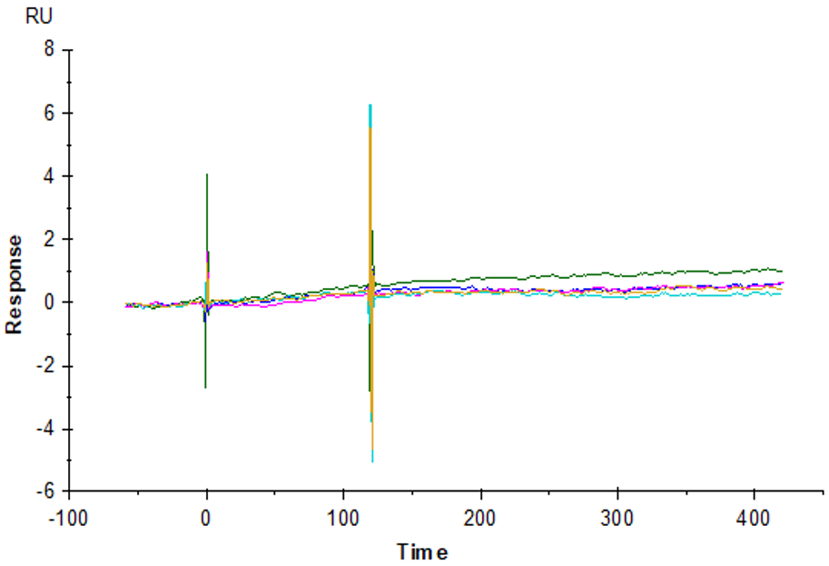 Unloaded peptide-ready MHC SPR data showing no binding to KRAS-G12D specific TCR (JDIa41b1)