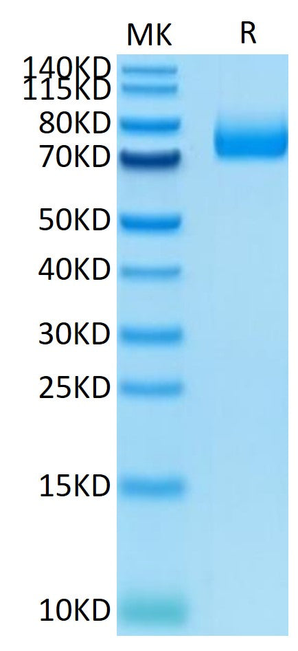 Mouse CD36/SR-B3 Protein (CD3-MM136)