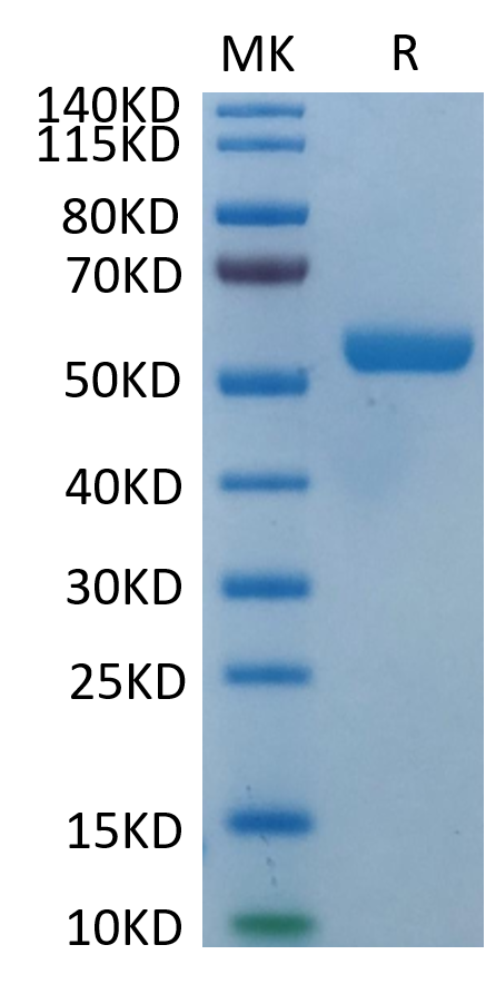 Biotinylated Human HLA-E*01:03&B2M&Peptide (VMAPRTLVL) Monomer Protein (MHC-HM406B)