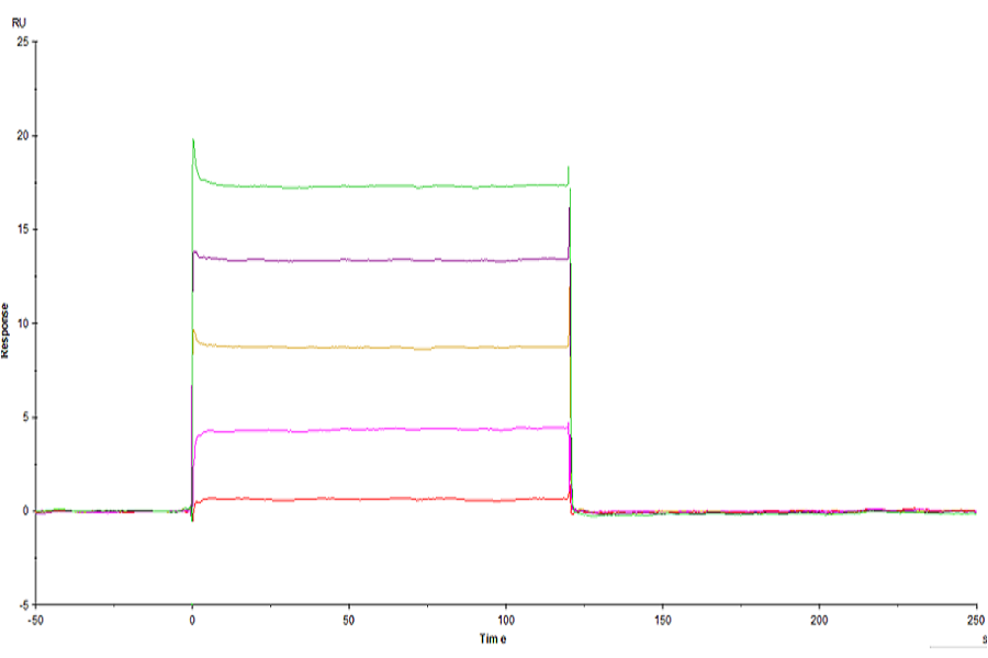 Human LILRB1/CD85j/ILT2 Domain1&2-Protein (LIL-HM11D)