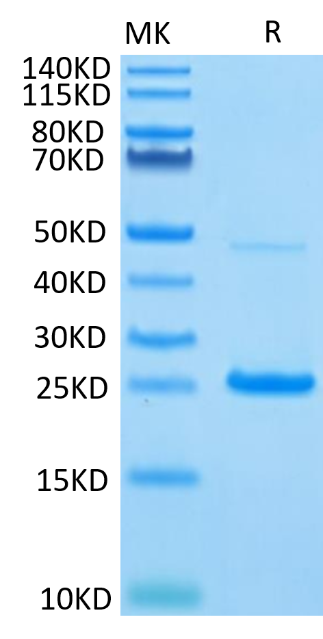 Human IL-17C Protein (ILC-HM417)