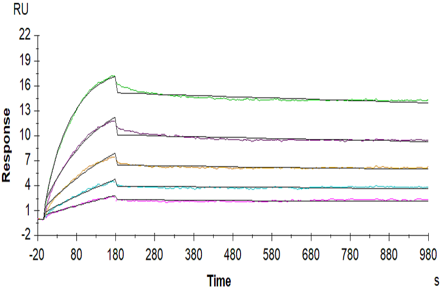 Biotinylated Human GPRC5D Protein-VLP (GPR-HM05PB)