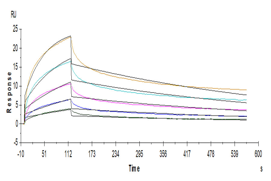 Human LILRB2/CD85d/ILT4 Protein (LIL-HM2B2)