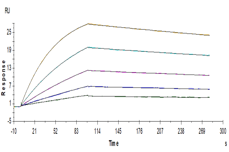 Human IL-18BP Protein (IL8-HM1BP)