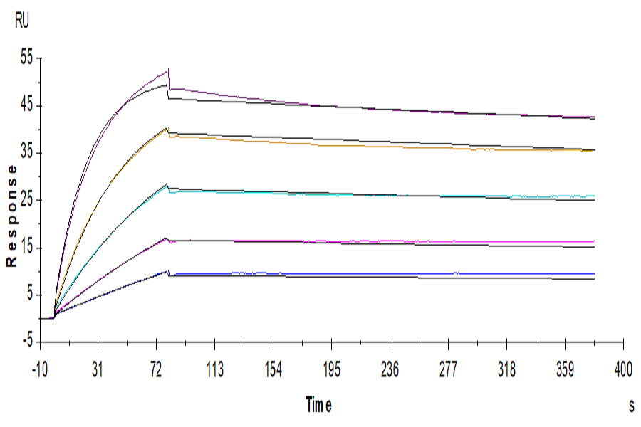 Human CDCP1 Protein (CDC-HM101)