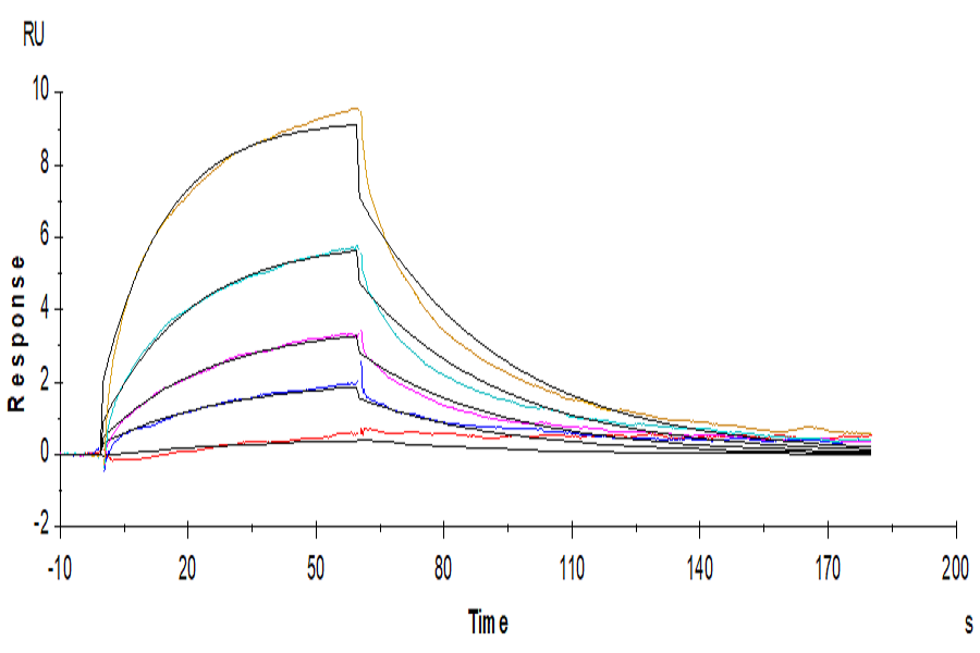 Human IL-12 R beta 1/CD212 Protein (ILR-HM112)