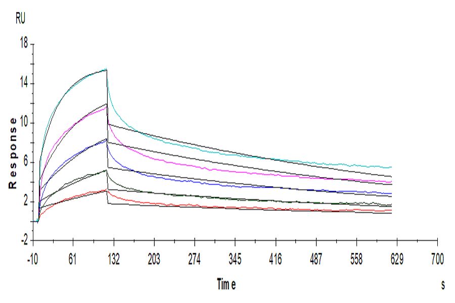 Human LILRB1/CD85j/ILT2 Protein (LIL-HM2B1)