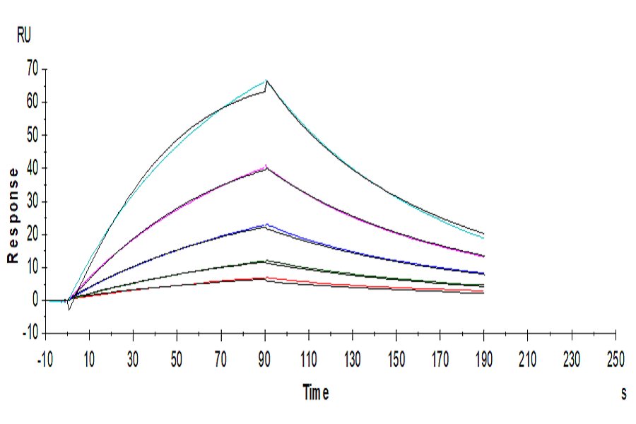 Human FGF21 Protein (FGF-HM121)