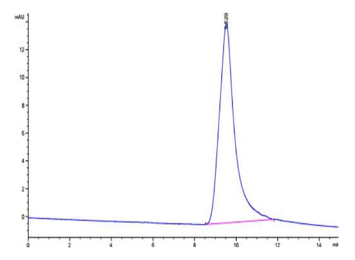 Human Noggin Protein (NOG-HM001)