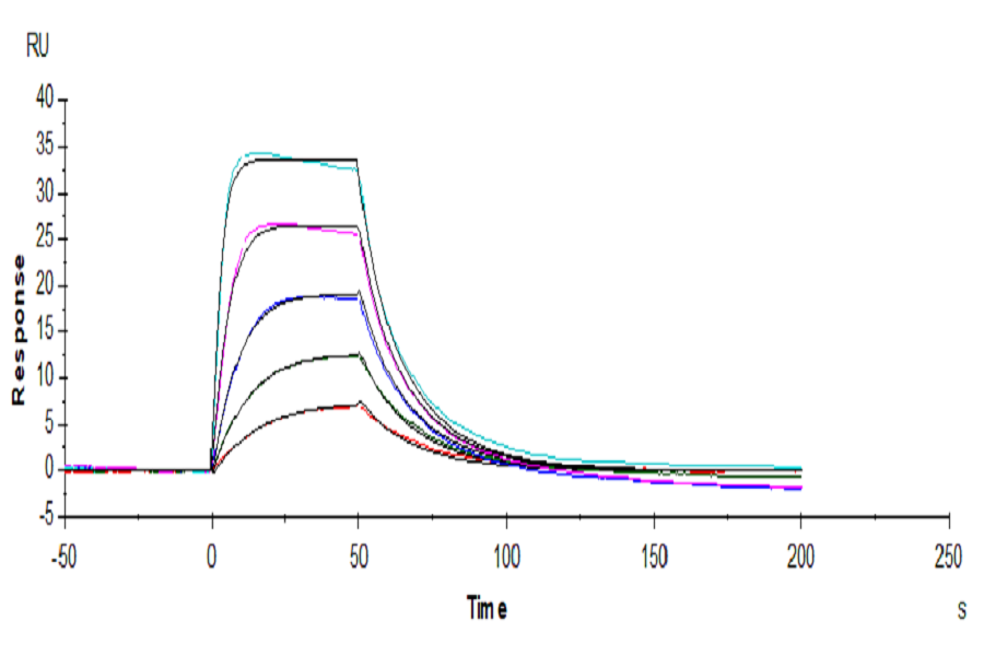 Human IL-2 Protein (IL2-HE001)