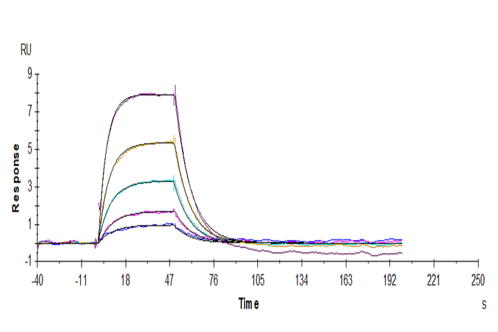 Human Transferrin R/CD71 Protein (TFR-HM201)