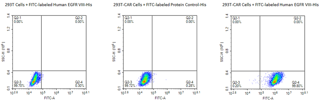 FITC-Labeled Human EGFRVIII Protein (EG8-HM154F)