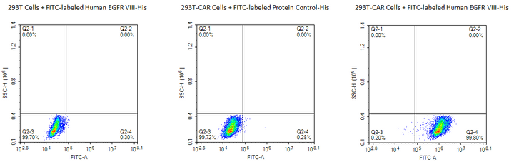 FITC-Labeled Human EGFRVIII Protein (EG8-HM154F)