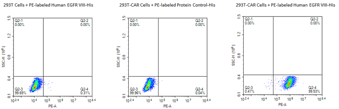 PE-Labeled Human EGFRVIII Protein (EG8-HM154P)