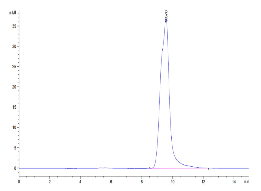 The purity of Human HLA-A*11:01&B2M&KRAS G12D (VVVGADGVGK) Monomer is greater than 95% as determined by SEC-HPLC.