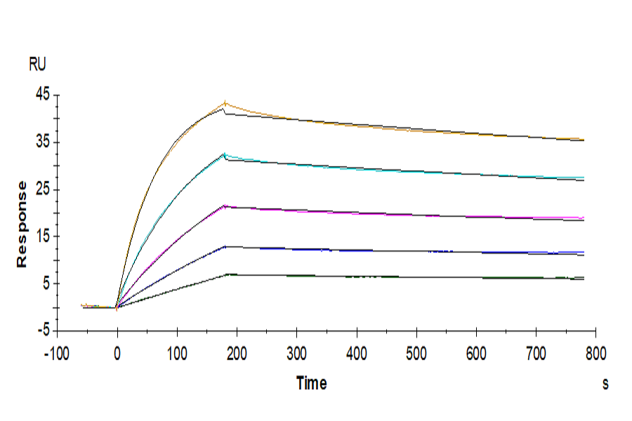 Human IL-25/IL-17E Protein (IL2-HM125)