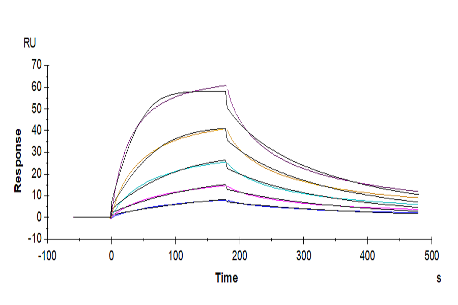 Human HLA-A*03:01&B2M&KRAS G12V (VVVGAVGVGK) Tetramer Protein (MHC-HM418T)